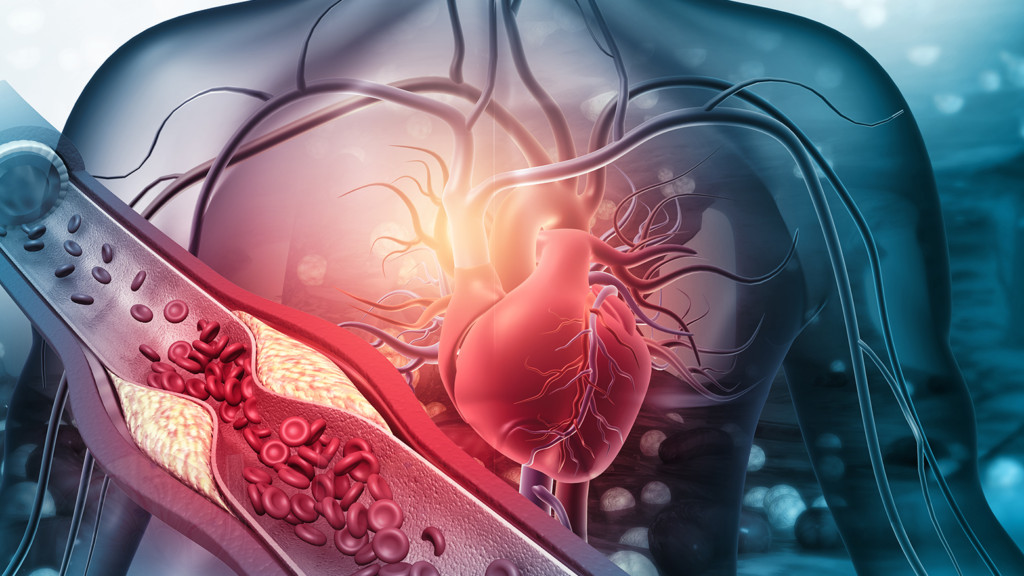 cœur et système cardiovasculaire