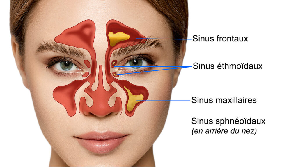 Les différents sinus