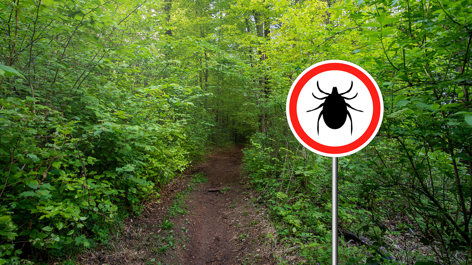 Danger avec les tiques en forêt