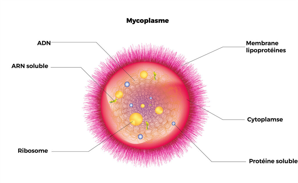 Image microscopique en couleur de la bactérie Mycoplasma pneumoniae.