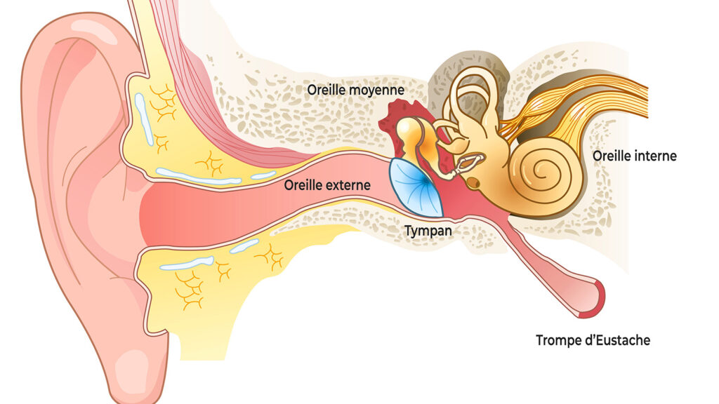 Illustration détaillée de l'anatomie de l'oreille humaine.