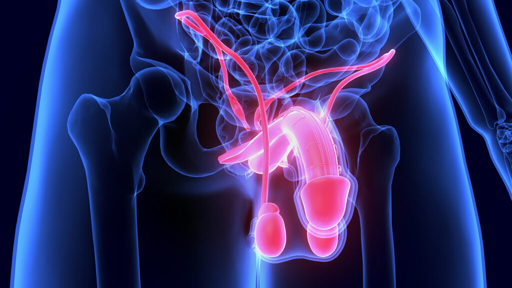 Illustration de l'anatomie génitale masculine