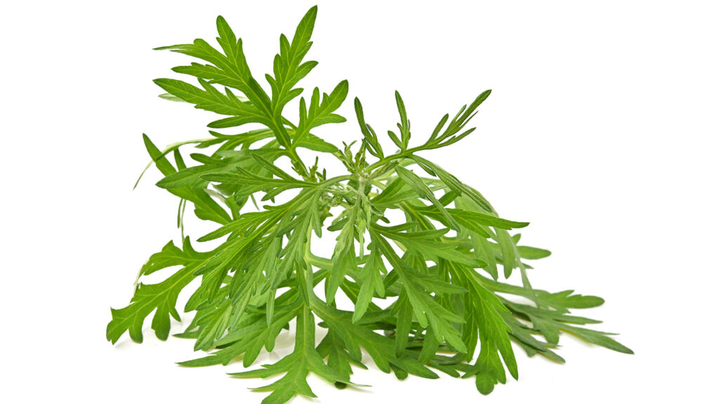 Plante d'Artemisia annua isolée sur fond blanc.