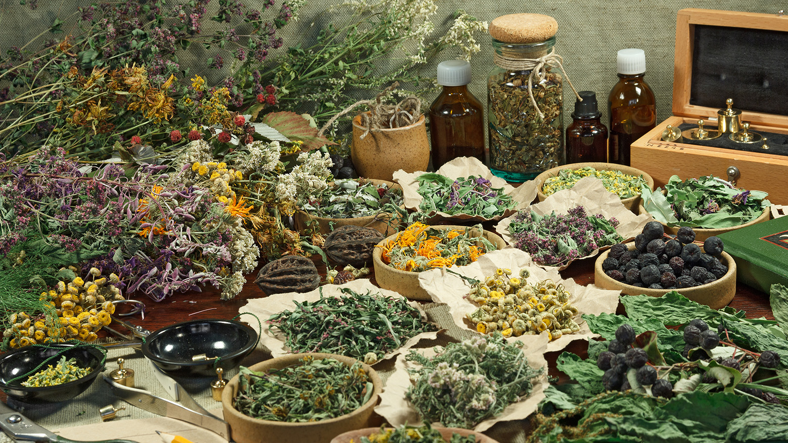 Collection variée de plantes médicinales séchées et outils d'herboristerie disposés sur une table.