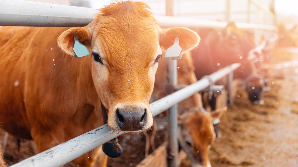 Vache brune regardant à travers une barrière dans une étable