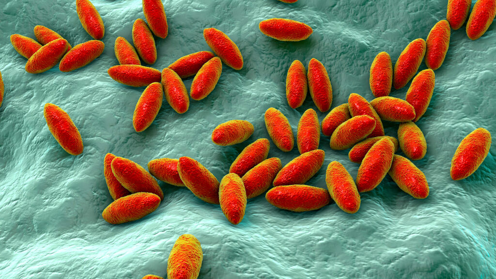 Micrographie électronique de Brucella, bactérie causant la brucellose.