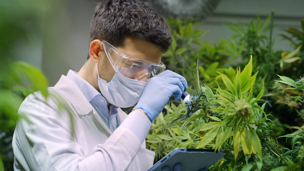 Scientifique étudiant une plante de cannabis avec des lunettes de protection et un masque facial.