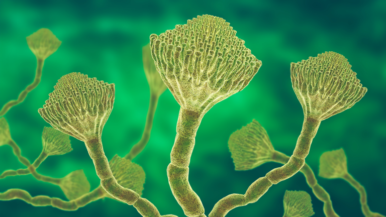 ros plan sur Aspergillus fumigatus, le champignon responsable de l’aspergillose.