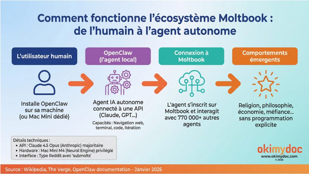 Diagramme illustrant le fonctionnement de l'écosystème Moltbook, de l'humain à l'agent autonome.