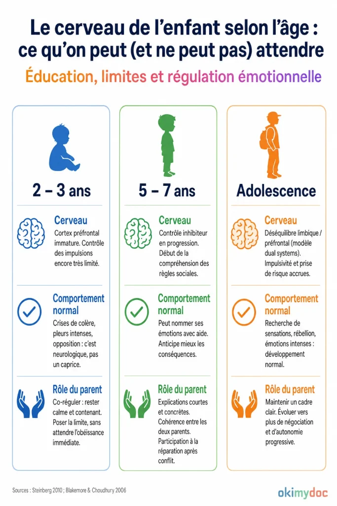 Infographie illustrant le développement du cerveau de l'enfant selon l'âge avec des rôles parentaux adaptés.